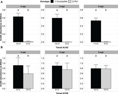 The arms race between beet necrotic yellow vein virus and host resistance in sugar beet